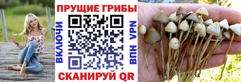 Псилоцибиновые грибы Cubensis  Кирсанов 